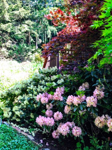 Early Spring Garden @ Toad Hollow